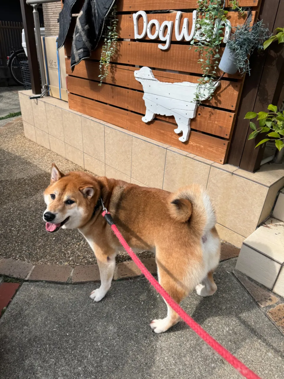 ゴンちゃん